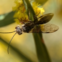 Thynninae (subfamily) at Denman Prospect, ACT - 3 Sep 2024