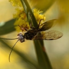 Thynninae (subfamily) at Denman Prospect, ACT - 3 Sep 2024 02:24 PM