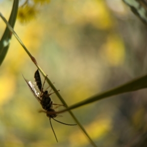 Thynninae (subfamily) at Denman Prospect, ACT - 3 Sep 2024 02:24 PM