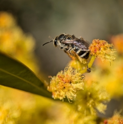 Lasioglossum (Chilalictus) sp. (genus & subgenus) (Halictid bee) at Denman Prospect, ACT - 3 Sep 2024 by Miranda