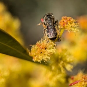 Lasioglossum (Chilalictus) sp. (genus & subgenus) at Denman Prospect, ACT - 3 Sep 2024