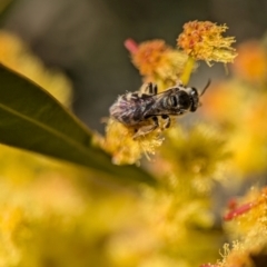 Lasioglossum (Chilalictus) sp. (genus & subgenus) at Denman Prospect, ACT - 3 Sep 2024 02:19 PM