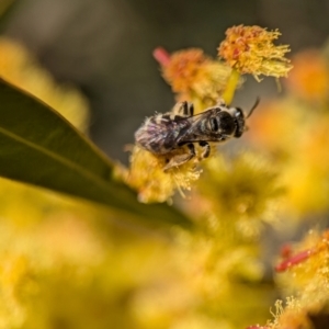 Lasioglossum (Chilalictus) sp. (genus & subgenus) at Denman Prospect, ACT - 3 Sep 2024 02:19 PM