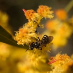 Lasioglossum (Chilalictus) sp. (genus & subgenus) at Denman Prospect, ACT - 3 Sep 2024 02:19 PM