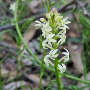 Stackhousia monogyna at Kingsdale, NSW - 4 Sep 2024 04:56 PM