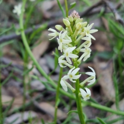 Stackhousia monogyna (Creamy Candles) at Kingsdale, NSW - 4 Sep 2024 by trevorpreston