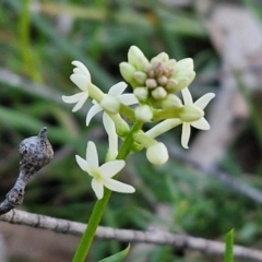 Stackhousia monogyna at Kingsdale, NSW - 4 Sep 2024 04:56 PM