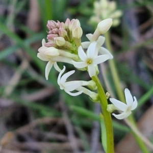 Stackhousia monogyna at Kingsdale, NSW - 4 Sep 2024 04:56 PM