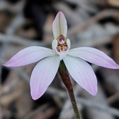 Caladenia fuscata (Dusky Fingers) at Kingsdale, NSW - 4 Sep 2024 by trevorpreston