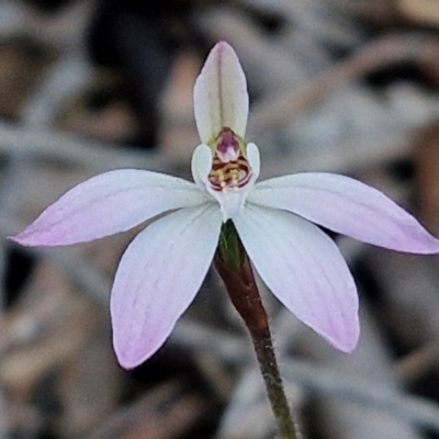 Caladenia fuscata (Dusky Fingers) at Kingsdale, NSW - 4 Sep 2024 by trevorpreston