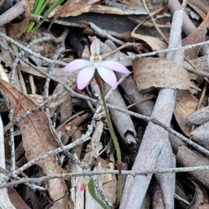 Caladenia fuscata at Kingsdale, NSW - 4 Sep 2024