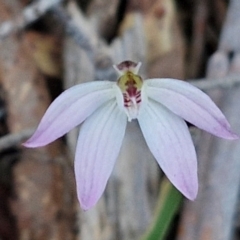 Caladenia fuscata at Kingsdale, NSW - 4 Sep 2024