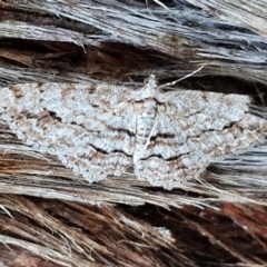 Didymoctenia exsuperata (Thick-lined Bark Moth) at Kingsdale, NSW - 4 Sep 2024 by trevorpreston