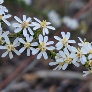 Olearia microphylla at Kingsdale, NSW - 4 Sep 2024