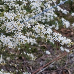 Olearia microphylla at Kingsdale, NSW - 4 Sep 2024