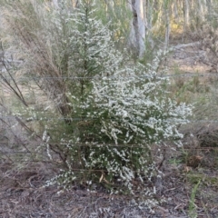 Olearia microphylla at Kingsdale, NSW - 4 Sep 2024