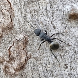 Polyrhachis phryne at Kingsdale, NSW - 4 Sep 2024