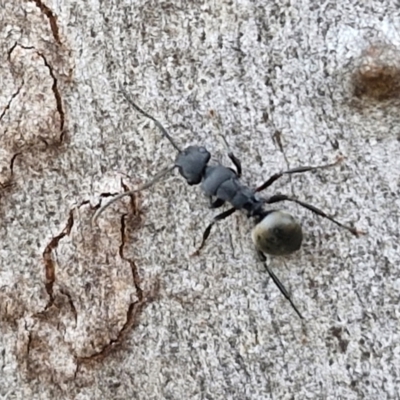 Polyrhachis phryne (A spiny ant) at Kingsdale, NSW - 4 Sep 2024 by trevorpreston