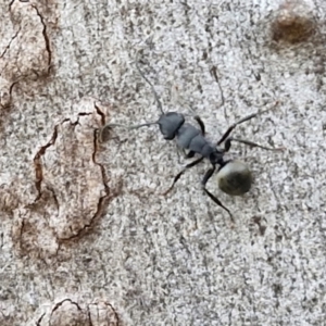 Polyrhachis phryne at Kingsdale, NSW - 4 Sep 2024