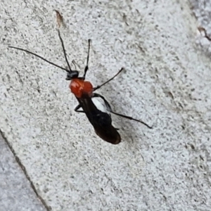 Braconidae (family) at Kingsdale, NSW - 4 Sep 2024 04:45 PM