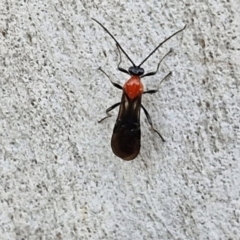 Braconidae (family) at Kingsdale, NSW - 4 Sep 2024 04:45 PM