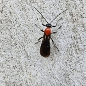 Braconidae (family) at Kingsdale, NSW - 4 Sep 2024 04:45 PM