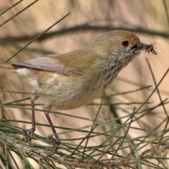 Acanthiza pusilla (Brown Thornbill) at Higgins, ACT - 3 Sep 2024 by Trevor