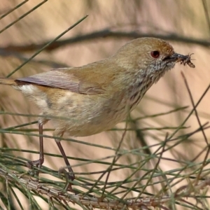 Acanthiza pusilla at Higgins, ACT - 3 Sep 2024