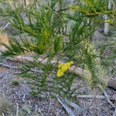 Acacia decurrens at Kingsdale, NSW - 4 Sep 2024 by trevorpreston