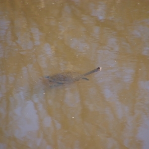 Chelodina longicollis at Tharwa, ACT - 4 Sep 2024