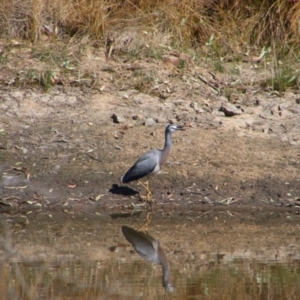 Egretta novaehollandiae at Tharwa, ACT - 4 Sep 2024