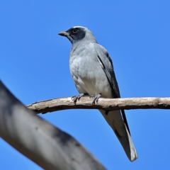 Coracina novaehollandiae (Black-faced Cuckooshrike) at Higgins, ACT - 3 Sep 2024 by Trevor