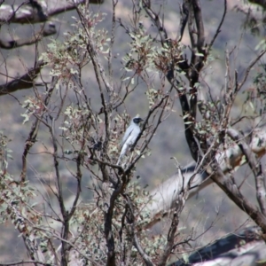 Coracina novaehollandiae at Tharwa, ACT - 4 Sep 2024 10:33 AM