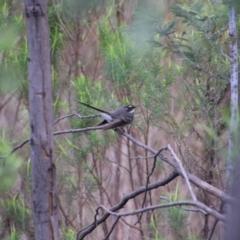 Rhipidura albiscapa (Grey Fantail) at Tharwa, ACT - 4 Sep 2024 by MB