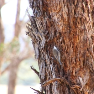 Cormobates leucophaea at Tharwa, ACT - 4 Sep 2024 12:25 PM