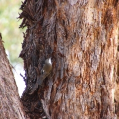 Cormobates leucophaea at Tharwa, ACT - 4 Sep 2024 12:25 PM