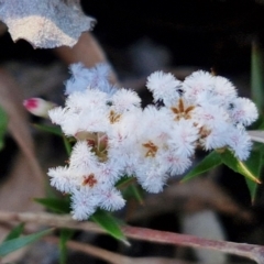 Leucopogon virgatus at Kingsdale, NSW - 4 Sep 2024 by trevorpreston