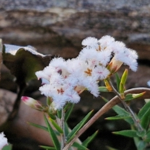 Leucopogon virgatus at Kingsdale, NSW - 4 Sep 2024 04:38 PM