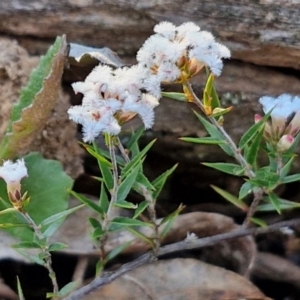 Leucopogon virgatus at Kingsdale, NSW - 4 Sep 2024 04:38 PM