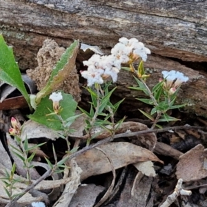 Leucopogon virgatus at Kingsdale, NSW - 4 Sep 2024 04:38 PM