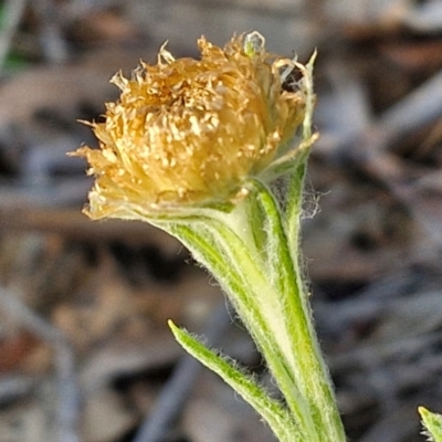 Coronidium scorpioides (Button Everlasting) at Kingsdale, NSW - 4 Sep 2024 by trevorpreston