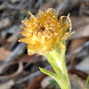 Coronidium scorpioides at Kingsdale, NSW - 4 Sep 2024