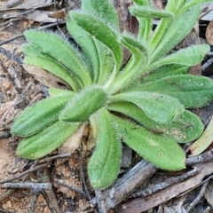 Coronidium scorpioides at Kingsdale, NSW - 4 Sep 2024