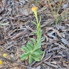 Coronidium scorpioides at Kingsdale, NSW - 4 Sep 2024