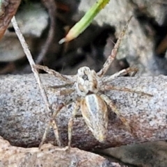 Oxyopes (genus) (Lynx spider) at Kingsdale, NSW - 4 Sep 2024 by trevorpreston