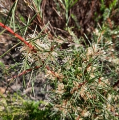 Hakea decurrens (Bushy Needlewood) at Tharwa, ACT - 4 Sep 2024 by MB