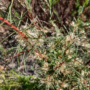 Hakea decurrens at Tharwa, ACT - 4 Sep 2024