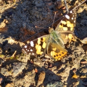 Vanessa kershawi at Kingsdale, NSW - 4 Sep 2024 04:35 PM