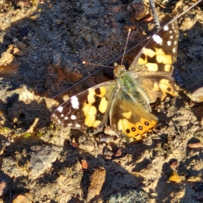 Vanessa kershawi (Australian Painted Lady) at Kingsdale, NSW - 4 Sep 2024 by trevorpreston