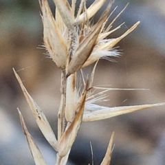 Rytidosperma (genus) (Wallaby Grass) at Kingsdale, NSW - 4 Sep 2024 by trevorpreston